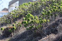 Aeonium arboreum