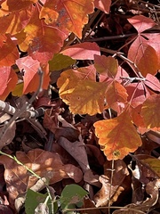 Rhus aromatica aromatica