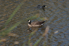 Branta hutchinsii