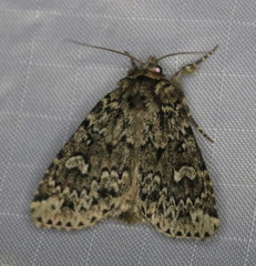 Acronicta fragilis