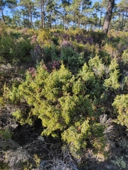Juniperus navicularis