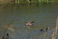 Branta hutchinsii