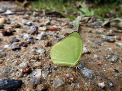 Gandaca harina distanti