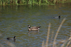 Branta hutchinsii