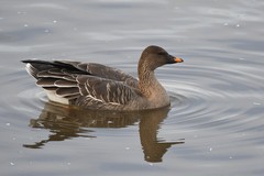Tundra Bean Goose photo 5