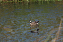 Branta hutchinsii