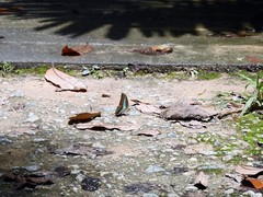 Graphium sarpedon luctatius