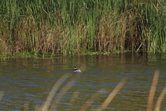 Podiceps nigricollis