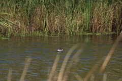 Podiceps nigricollis