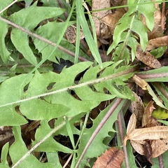 Taraxacum officinale