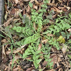 Taraxacum officinale