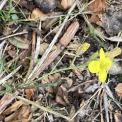 Diplotaxis tenuifolia