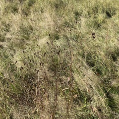 Centaurea nemoralis