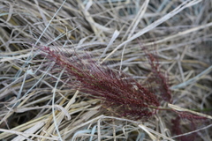 Echinochloa oryzoides
