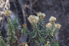 Isocoma menziesii