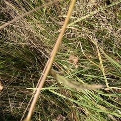 Centaurea nemoralis
