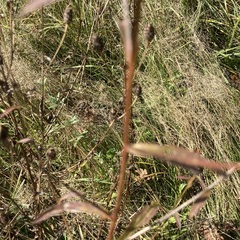 Centaurea nemoralis