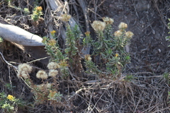 Isocoma menziesii