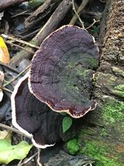 Earliella