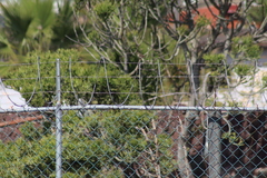 Passerculus sandwichensis