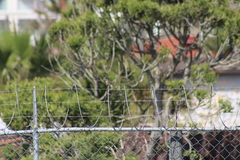 Passerculus sandwichensis