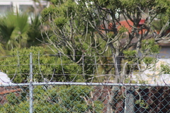 Passerculus sandwichensis