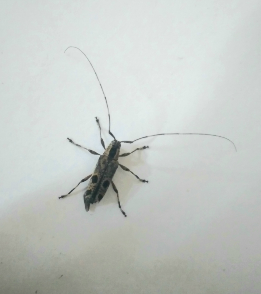 Colobothea styligera