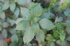 Parietaria judaica