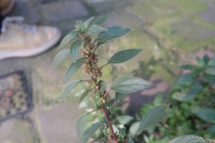 Parietaria judaica