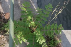 Ailanthus altissima