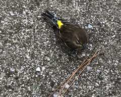 Setophaga coronata
