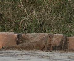 Urva auropunctata