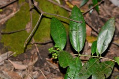 Ixora nigricans