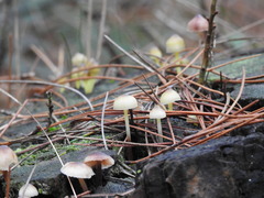 Mycena