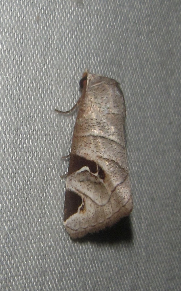 Two-spot Crescent