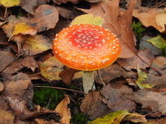 Amanita muscaria