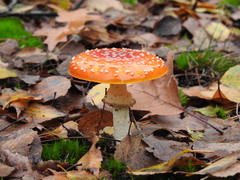 Amanita muscaria