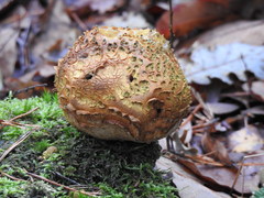 Scleroderma citrinum