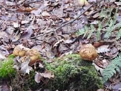 Scleroderma citrinum