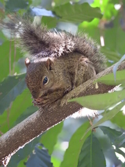 Sciurus aestuans ingrami
