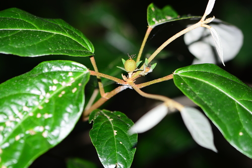 Image of Croton zeylanicus by no rights reserved