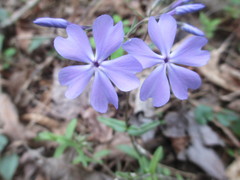 Phlox divaricata divaricata