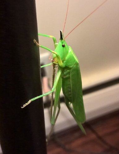 Slightly Musical Conehead Katydid photo 4