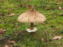 Macrolepiota procera