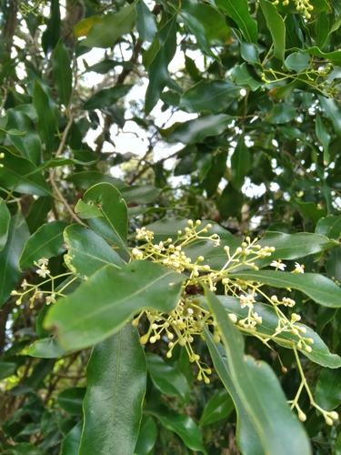 Image of Olea woodiana by (c) Rosemary Harrison, some rights reserved (CC BY-SA)