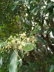 Olea woodiana