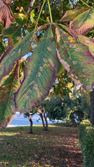 Aesculus hippocastanum