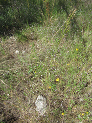 Chaetopappa bellidifolia