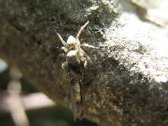 Saitis variegatus