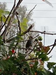 Sturnus vulgaris